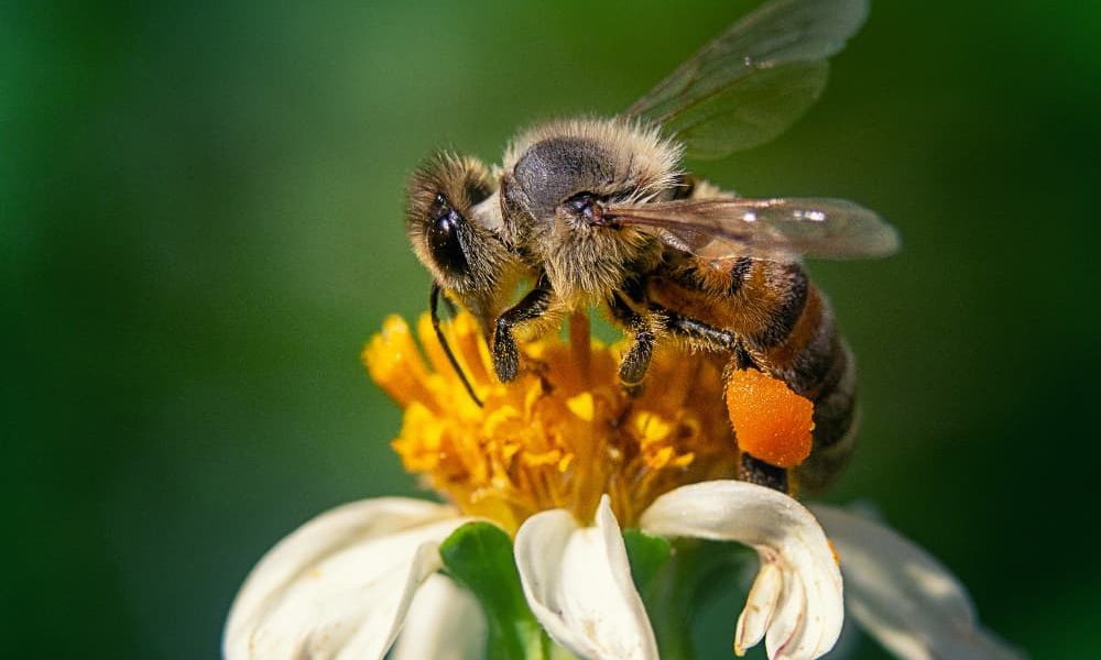 Read more about the article Differences between abejas and avispas