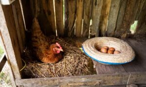 Read more about the article How chickens sleep: discover interesting curiosities