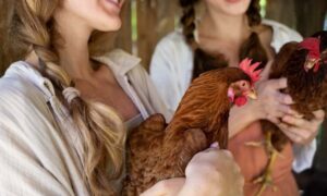 Read more about the article How a chicken reproduces: curiosities and interesting facts