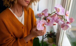 Read more about the article How to Care for an Orchid: Tips, Techniques and Pest Management