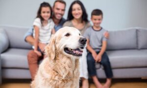 Read more about the article The best strategies to convince your parents to have a dog