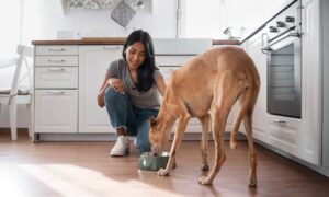 Read more about the article How to feed your dog correctly: good practices and mistakes to avoid