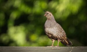 Read more about the article The name of the quail chicken and other curiosities about this bird