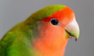 Read more about the article The most beautiful lovebirds: types, characteristics and useful information