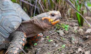 Read more about the article What are turtle eggs like: curiosities and interesting facts