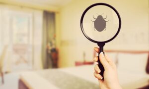 Read more about the article Do you know how to eliminate bed bugs in an ecological way?