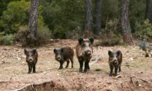 Read more about the article If you don’t know how much a wild boar weighs: this curious fact will surprise you