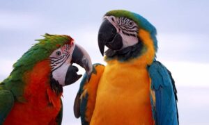 Read more about the article How long do parrots live: factors that influence their life expectancy