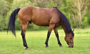 Read more about the article How tall is a horse and other curiosities about equine sexuality