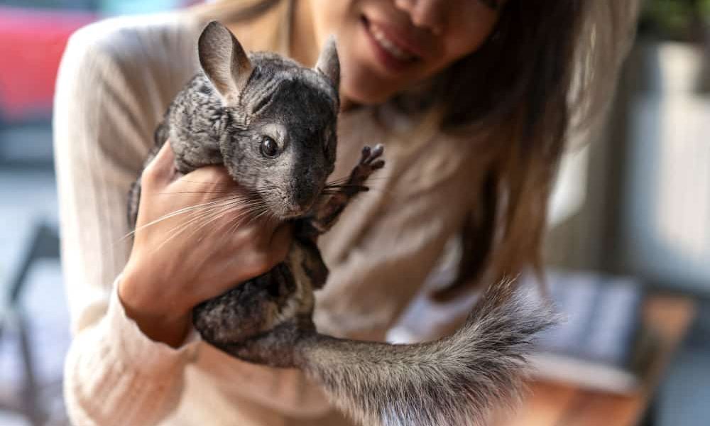 Read more about the article How long does a chinchilla live and other very interesting curiosities