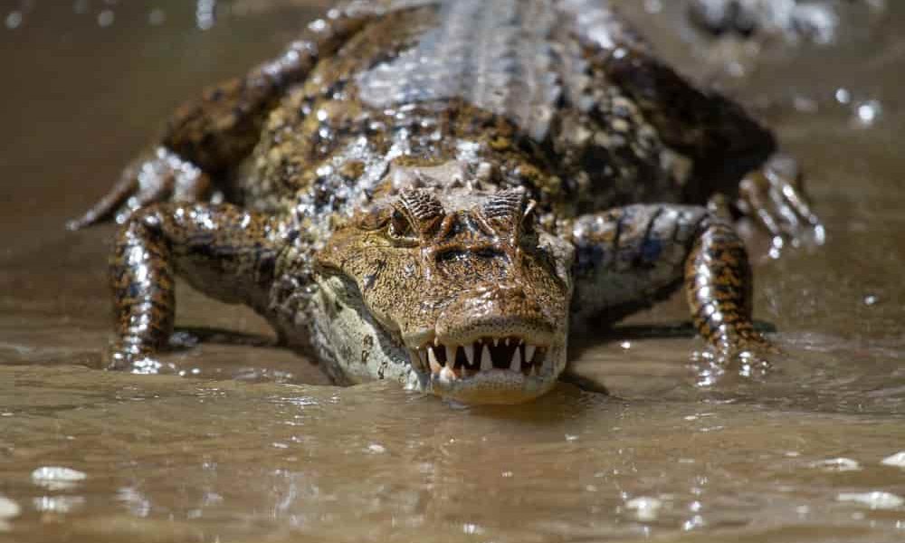 Read more about the article How much does a crocodile run: discover the speed of these reptiles