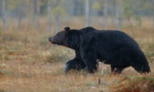 Read more about the article How far does a bear run: discover the speed of this great mammal