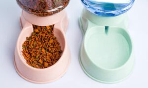 Read more about the article Cat food dispenser: features, types and buying guide