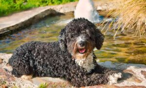 Read more about the article Buy water dog: all the information to choose your new pet