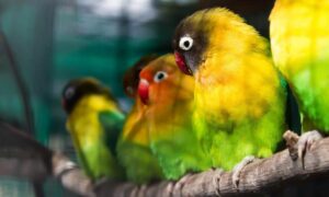 Read more about the article How to raise lovebirds: step-by-step guide, tips and mistakes to avoid