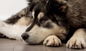 Read more about the article What does it mean when a dog dies with its eyes open and why does it happen?
