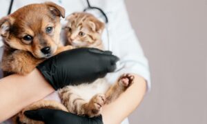 Read more about the article Veterinarian at home: the most comfortable way to cure your pet