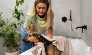 Read more about the article Dog grooming at home: your pet always impeccable without leaving home