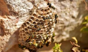 Read more about the article How to remove a wasp nest: tips, steps to follow and mistakes to avoid