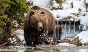 Read more about the article What do bears eat: food of the largest land predator