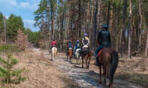 Read more about the article Horseback riding routes Madrid: discover the most natural side of the capital