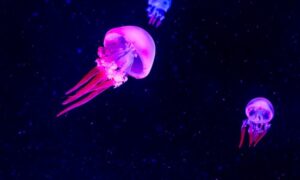 Read more about the article Jellyfish to buy: types, care and all the information you need