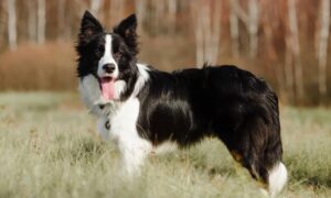 Read more about the article Buy border collie: everything you need to know