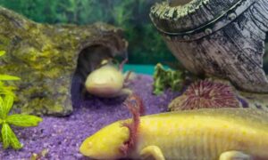 Read more about the article The definitive guide to buying an axolotl properly