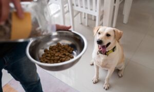 Read more about the article Premium dog food: types, best brands and how to choose it