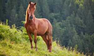 Read more about the article How much can a horse weigh: weight ranges, influencing factors and curiosities