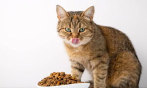 Read more about the article Premium cat food: characteristics, types and best brands