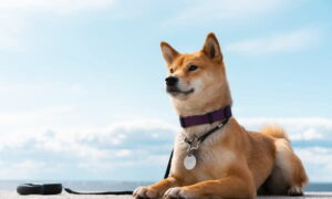 Read more about the article Shiba Inu to buy: everything you need to know