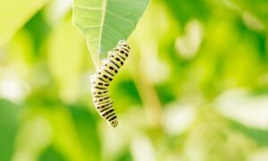 Read more about the article How and where to buy silkworms: everything you need to know