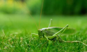 Read more about the article How crickets make noise: a sound journey to the insectivorous world