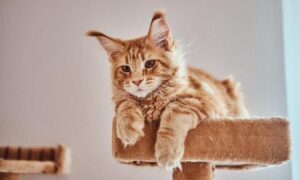 Read more about the article How cats pee: discover everything about their urinary system