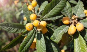 Read more about the article Discover how to know if a loquat is male or female in an easy way