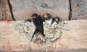 Read more about the article How swallows make nests: discover their incredible constructive ability