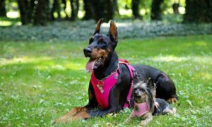 Read more about the article How to put a harness on a dog easily and correctly