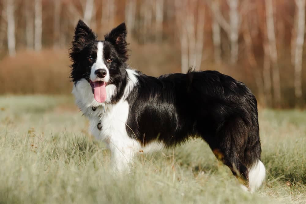 Buy border collie