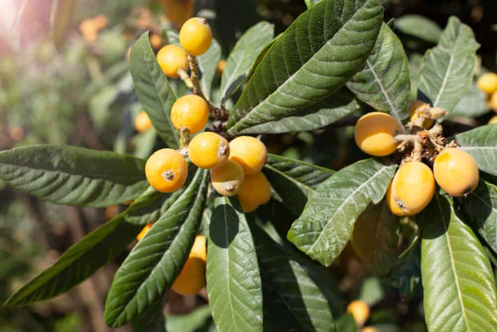 How to know if a loquat is male or female