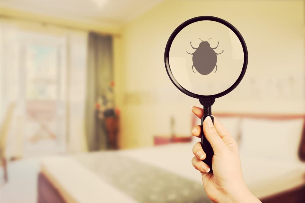 hand holds magnifying glass with bed bug