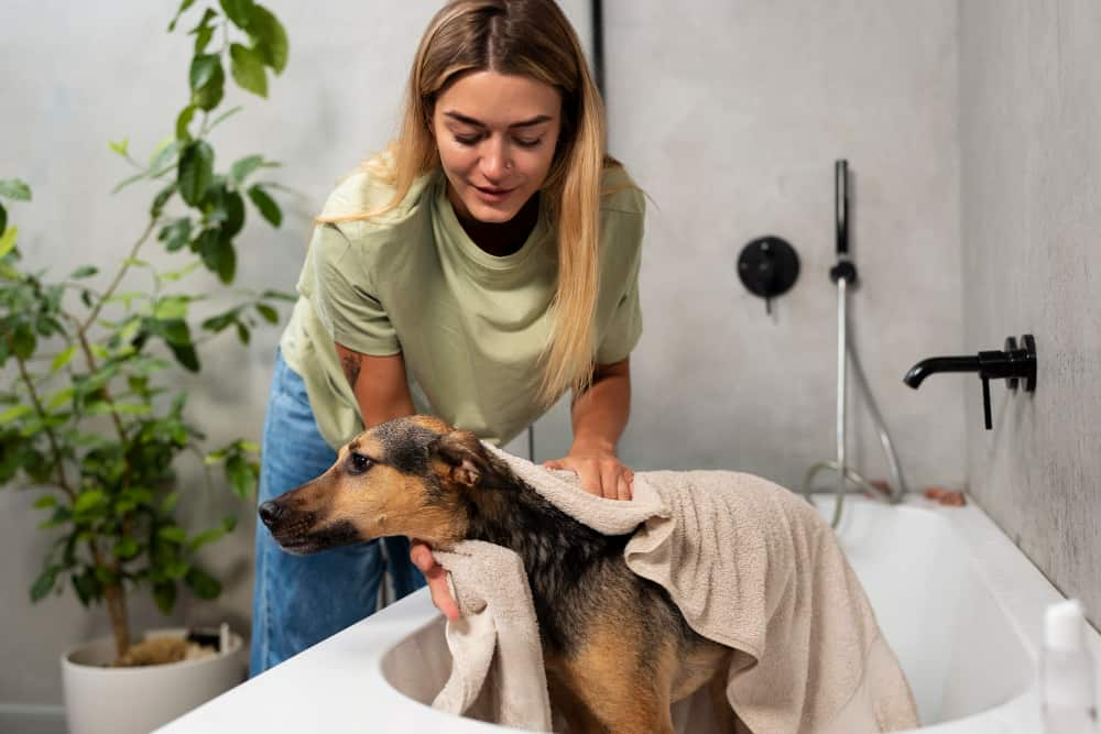 Dog grooming at home