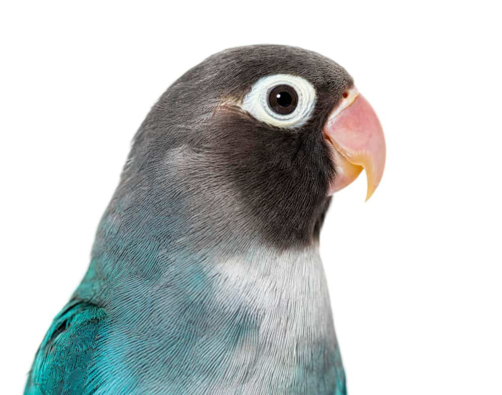 profile of a blue lovebird