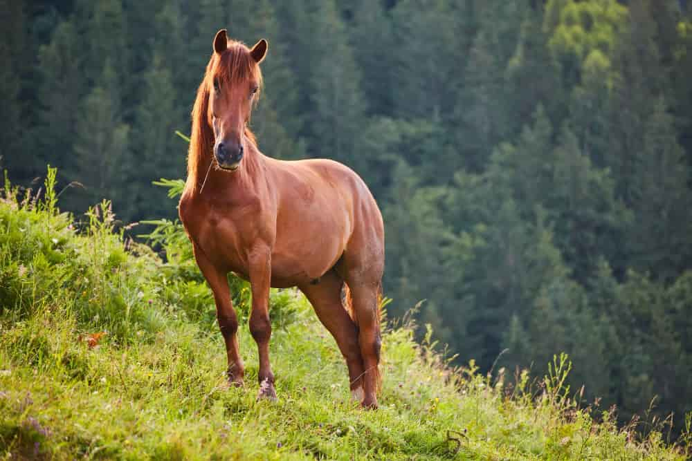 Foal that has not reached two years