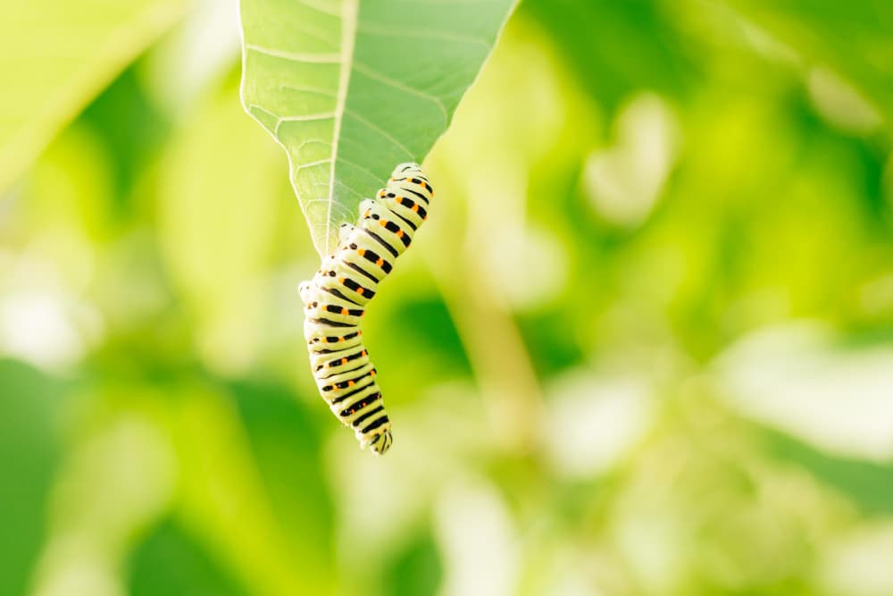 Silkworms buy