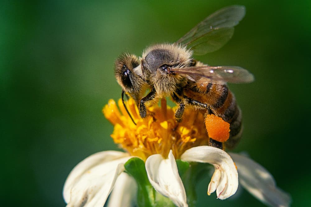 How bees make honey