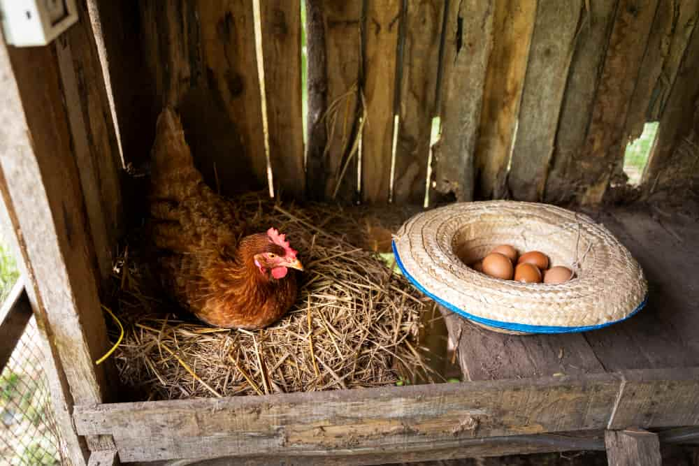 hen sleeps with eggs nearby