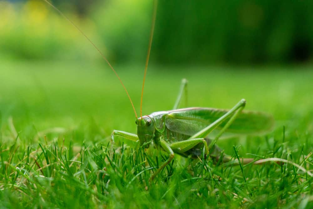 How crickets make noise