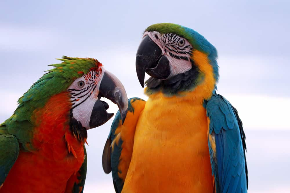 how long do parrots live