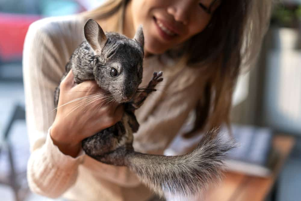 how long does a chinchilla live